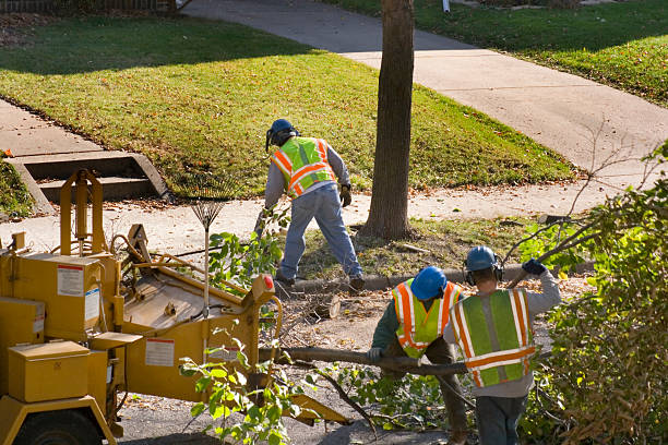 Reliable Florala, AL Tree Removal Solutions